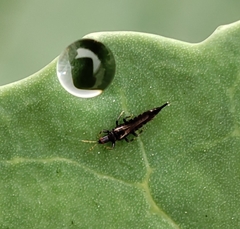 Phlaeothripidae