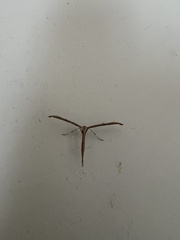 Emmelina monodactyla