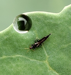 Phlaeothripidae