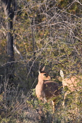 Raphicerus campestris campestris