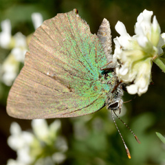 Callophrys rubi