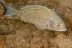 Acanthopagrus australis