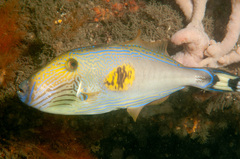 Meuschenia freycineti
