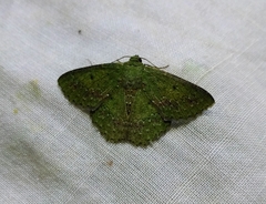 Herochroma baibarana