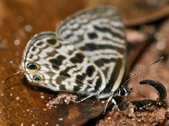 Leptotes