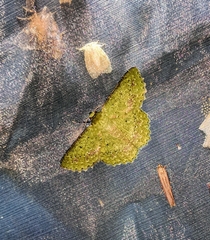 Herochroma baibarana