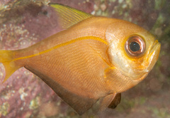 Pempheris compressa