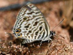 Leptotes