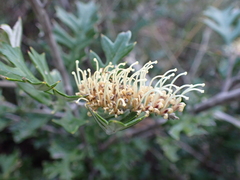 Grevillea willisii