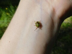 Elasmostethus interstinctus