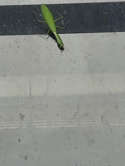 Hierodula membranacea