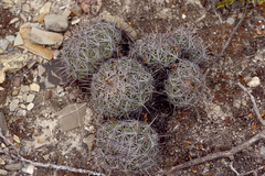 Coryphantha cornifera