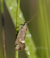 Leistomorpha brontoscopa
