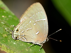 Janthecla leea