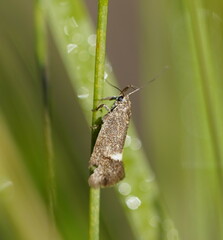 Leistomorpha brontoscopa