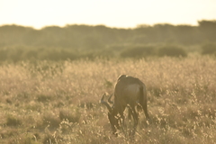 Alcelaphus buselaphus caama