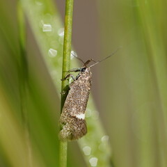Leistomorpha brontoscopa
