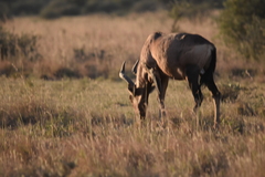 Alcelaphus buselaphus caama