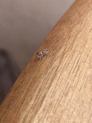 Menemerus semilimbatus