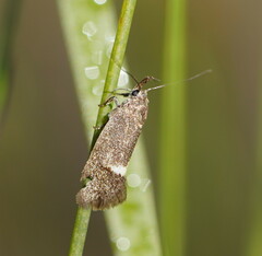 Leistomorpha brontoscopa