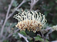 Grevillea willisii