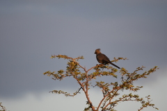 Corythaixoides concolor