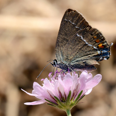 Satyrium spini