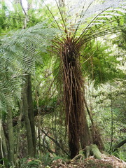 Cyathea smithii