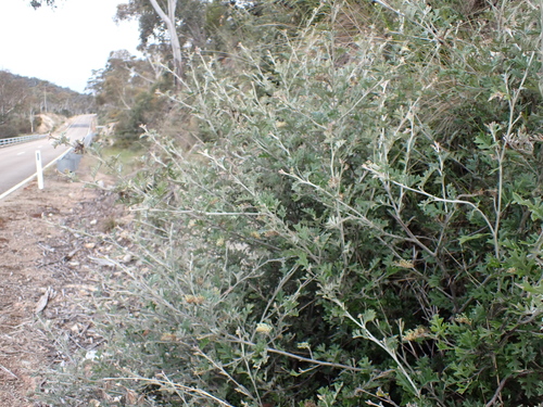 Image of Grevillea willisii by (c) Nina Kerr, some rights reserved (CC BY)