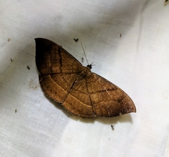 Lygniodes endoleucus