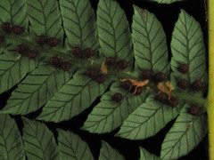 Cyathea smithii