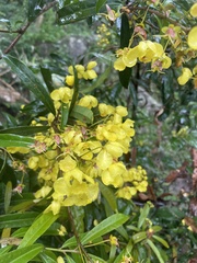 Acridocarpus natalitius