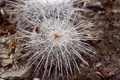 Mammillaria parkinsonii