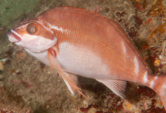 Morwong fuscus