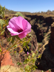 Gossypium robinsonii