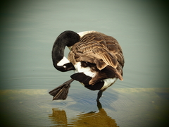 Branta canadensis