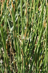 Eleocharis sphacelata