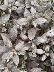 Alternanthera brasiliana