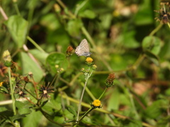 Theclinesthes onycha