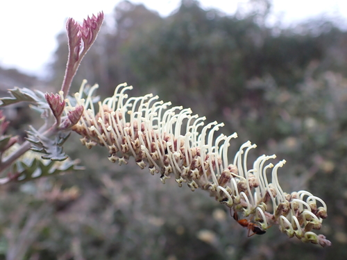 Image of Grevillea willisii by (c) Nina Kerr, some rights reserved (CC BY)