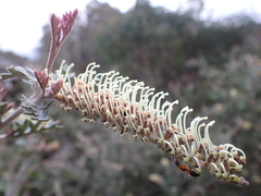 Grevillea willisii