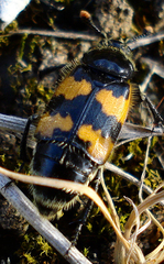 Nicrophorus vespillo