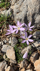 Colchicum