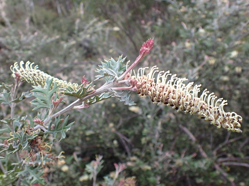 Image of Grevillea willisii by (c) Nina Kerr, some rights reserved (CC BY)