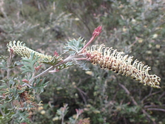 Grevillea willisii