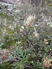 Grevillea willisii