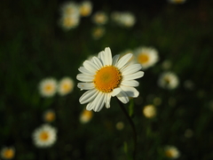 Leucanthemum vulgare