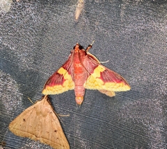Pachynoa purpuralis