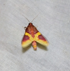 Pachynoa purpuralis
