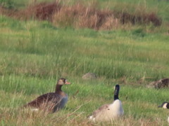 Anser anser × Branta canadensis